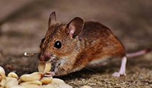 24 Hour & Emergency Exterminators in City National Bank, CA